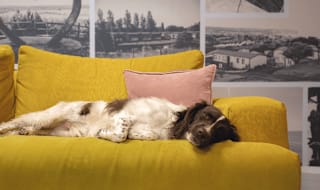 Snooze time after a busy day!