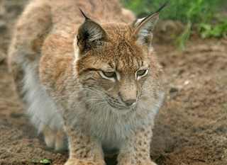 New Forest Wildlife Park image