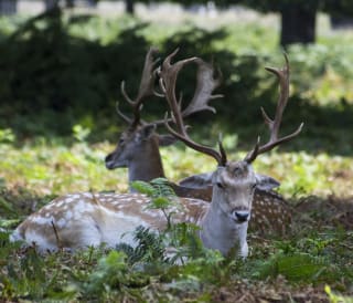 Ultimate guide to New Forest wildlife