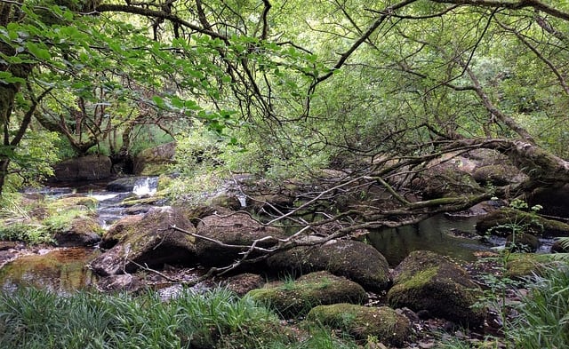 Major Oak Trail image
