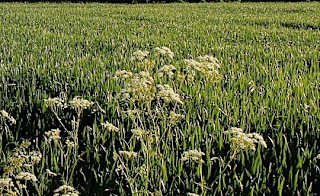Thorpe on the Hill Walk image