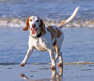 20 things to do New Forest with dogs