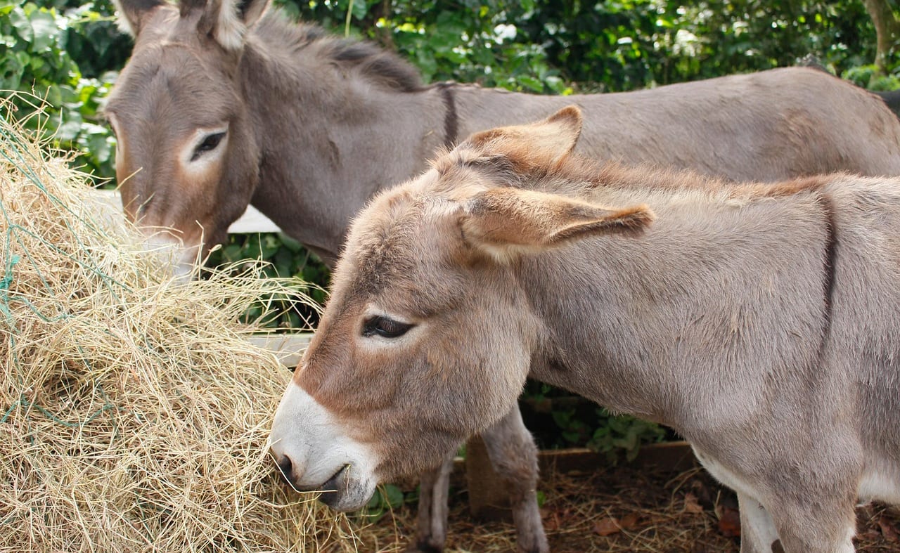 The Flicka Foundation Donkey Sanctuary image