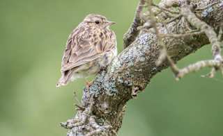 Woodlark image