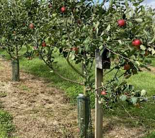 Healeys Cyder Farm image
