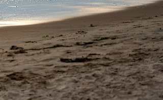 Compton Bay, Newport image
