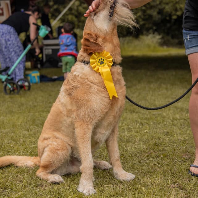 A dog winning a competition.