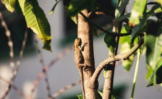 Common Lizard image