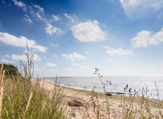 A view of the beach through some long grass at Mersea Island, Essex. image
