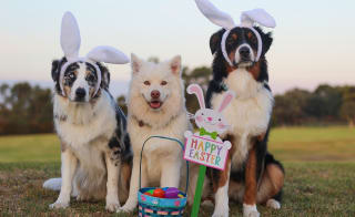 Easter Sunday celebration image