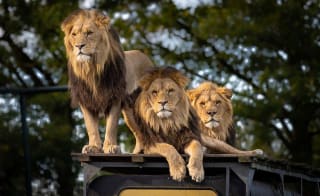 An image of three lions at a Zoo. image
