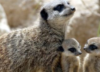 Lincolnshire Wildlife Park image