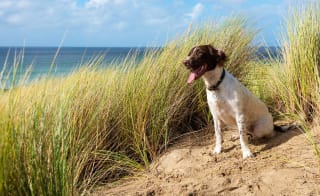 A dog sat on the beach on a sunny day. image