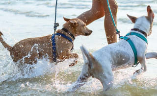 Dog friendly holidays image