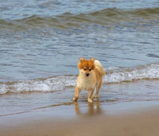 10 dog friendly beaches in Lincolnshire