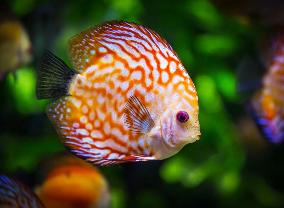A close up of a brightly coloured fish at Newquay Aquarium. image
