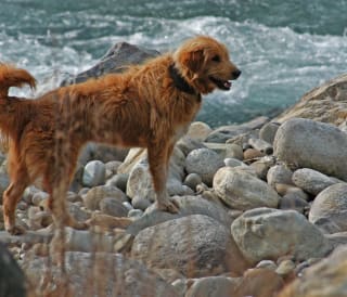 15 dog friendly beaches in Yorkshire