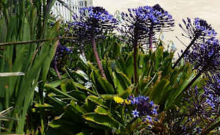Widemouth Beach image