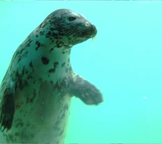 An image of a seal swimming at the Cornish Seal Sanctuary. image