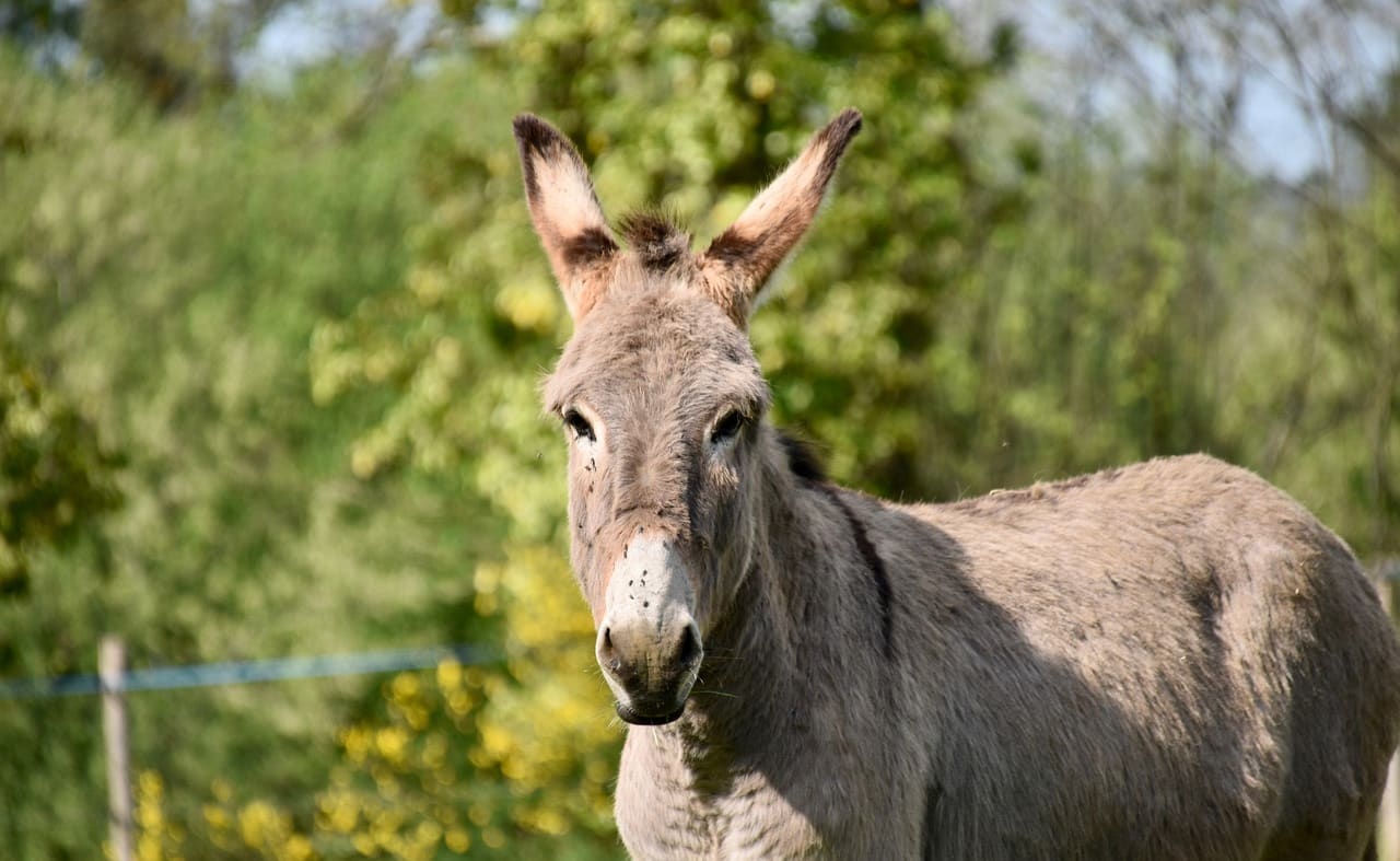 Kingston Maurward Animal Park and Garden image