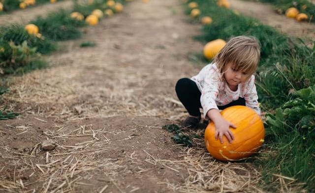 Pumpkin Picking & Maze Fordingbridge image