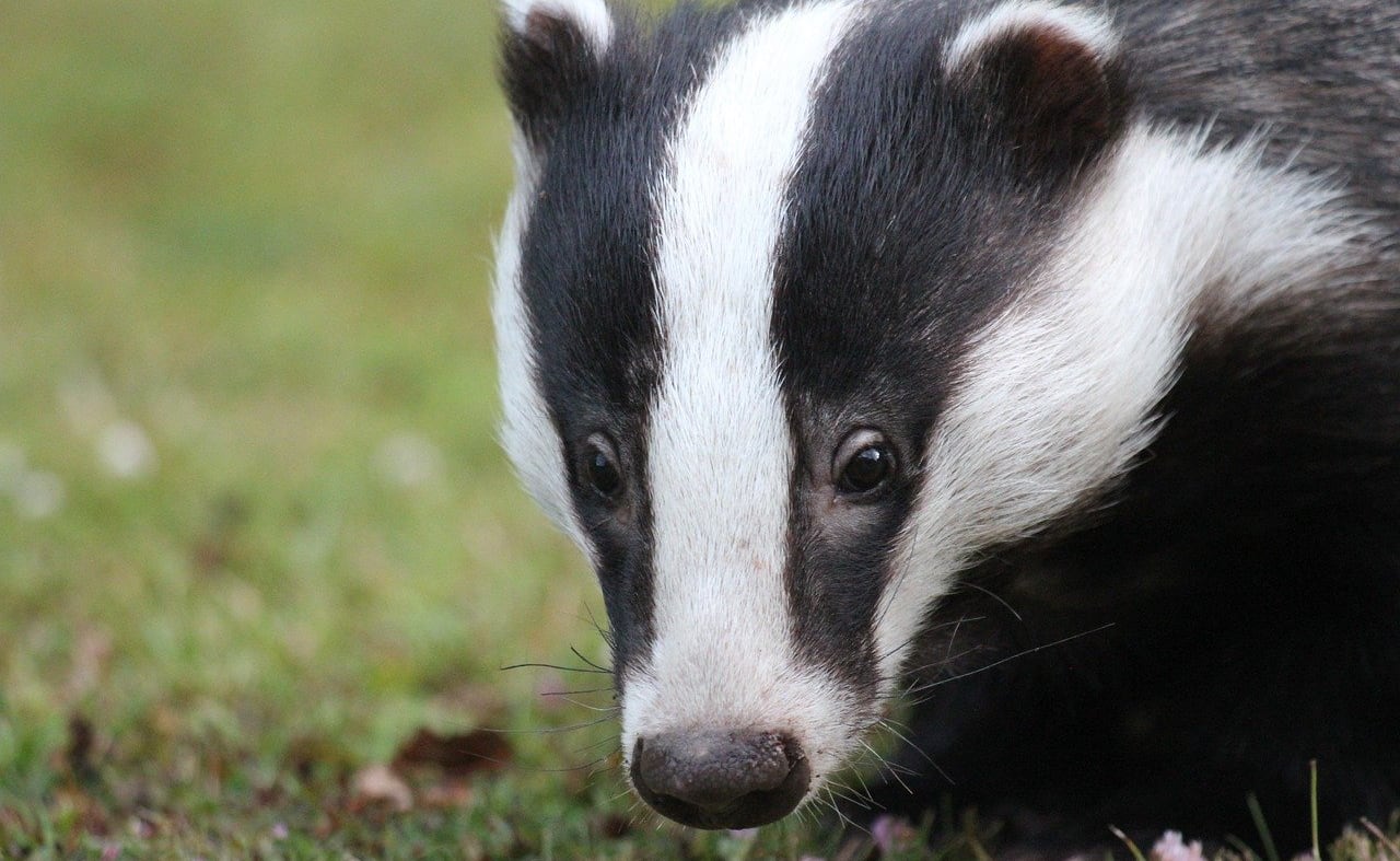 European Badger image