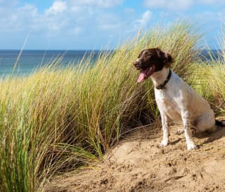 A dog sat on the beach on a sunny day.