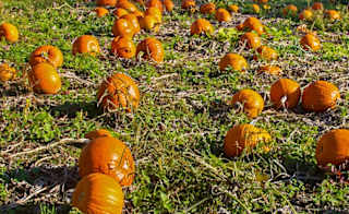The Pumpkin Patch at Bewholme image