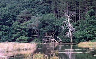Firestone Copse image