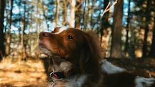 Nature Walks near Woodland Lakes image