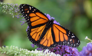 Tropical Butterfly House image