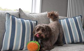 A dog playing with a burger toy on the sofa in our exclusive accommodation, The Stargazer. image