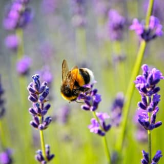 World Bee Day – 20th May image