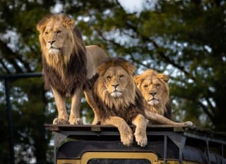 An image of three lions at a Zoo. image