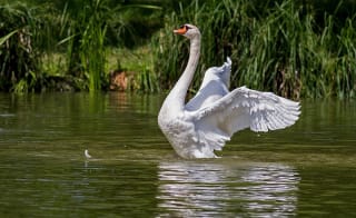 Gormire Lake image