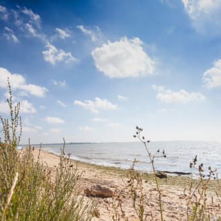 A view of the beach through some long grass at Mersea Island, Essex. image