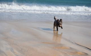 A brown, fluffy dog running on the beach on a summers day. You can see the sea in the background with a wave coming in. image