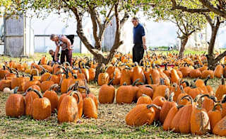 The Cornish Maize Maze and Fun Farm image