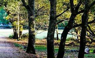 Hampshire image