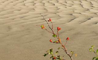 A view of the beach with direct access from Barmouth Bay Holiday Park. image