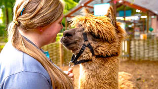 An alpaca with their trainer on a summers day at Sandy Balls.