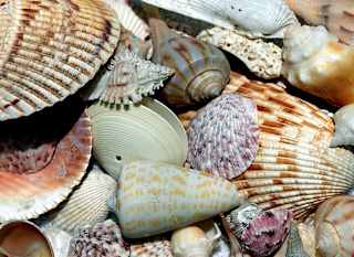 Shell Island image