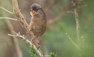 Dartford Warbler image