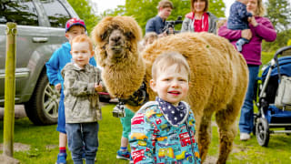 Alpaca Walks at Sandy Balls Holiday Village