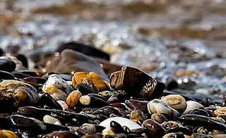Browndown Point Beach image