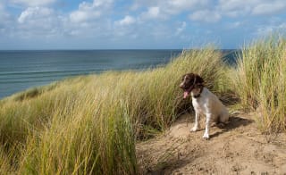 Porthmeor Beach, St Ives image