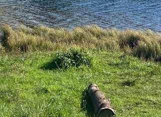 Grey Mares Tail Nature Reserve image