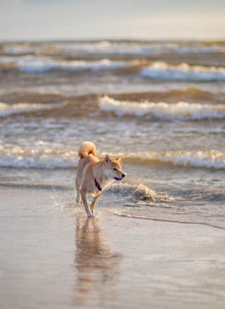 9 best dog friendly beaches In Essex