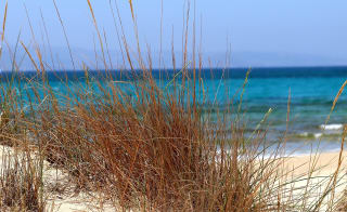Lunan Bay, Angus image
