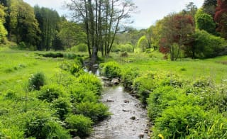 Subtropical gardens at Abbotsbury image